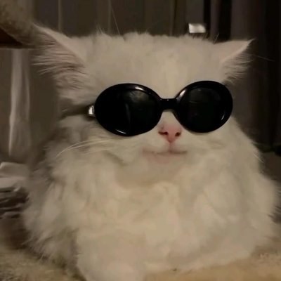 @coolcatcapital